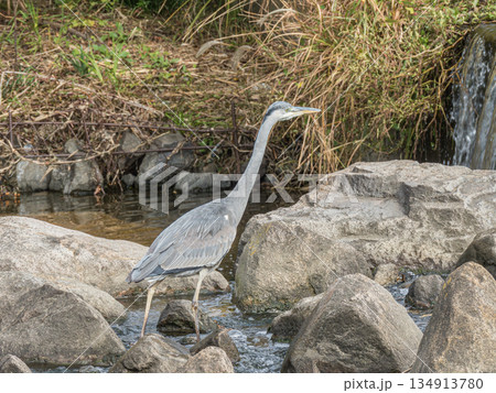 アオサギ　枚方市天野川 134913780