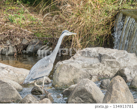 アオサギ　枚方市天野川 134913781