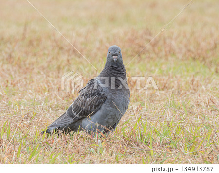 野原のハト(ドバト) 野原のハト(ドバト) 134913787