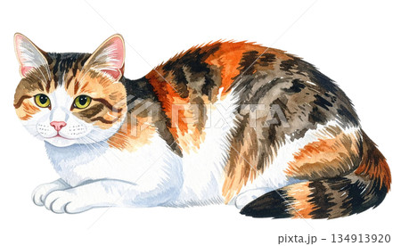 ネコのイラスト素材 ネコのイラスト素材 134913920