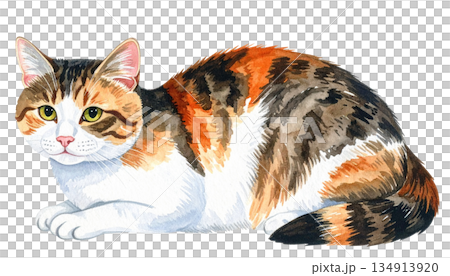 ネコのイラスト素材 ネコのイラスト素材 134913920