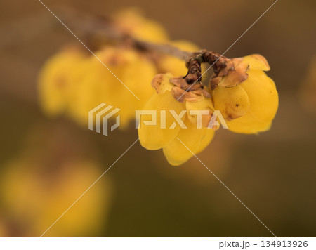 曇っている12月に咲いた黄色い蝋梅(ロウバイ)の花 曇っている12月に咲いた黄色い蝋梅(ロウバイ)の花 134913926