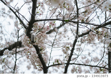 東京のお台場の桜とチューリップ 東京のお台場の桜とチューリップ 134913973