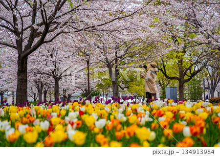 東京のお台場の桜とチューリップ 東京のお台場の桜とチューリップ 134913984