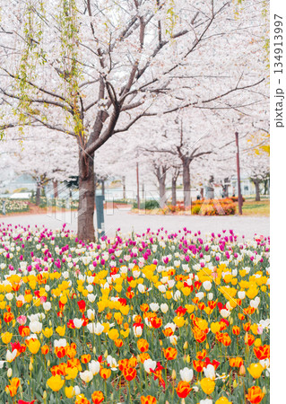 東京のお台場の桜とチューリップ 134913997