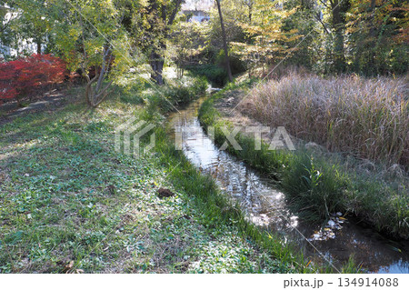 姿見の池【東京都国分寺市】 134914088