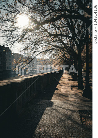 Tree-Lined Riverside Walkway with Morning Sunlight Tree-Lined Riverside Walkway with Morning Sunlight 134914136