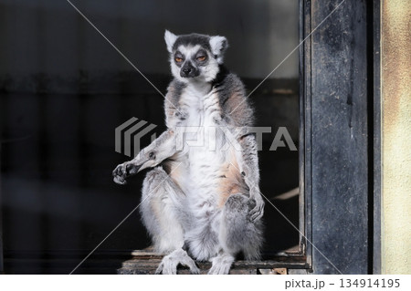 ブラウンキツネザル ブラウンキツネザル 134914195