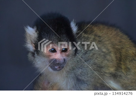 ボリビアリスザル 134914276