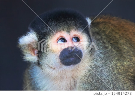 ボリビアリスザル 134914278