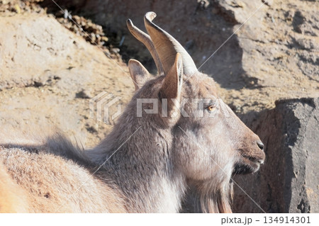 マーコール 134914301