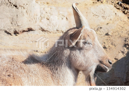 マーコール 134914302