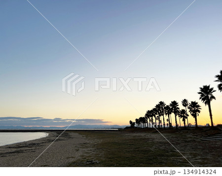 ヤシの木と海 134914324
