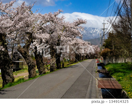 満開の桜の花　花見　長野県 134914325