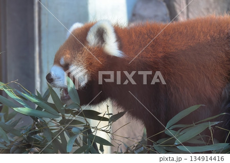 レッサーパンダ レッサーパンダ 134914416
