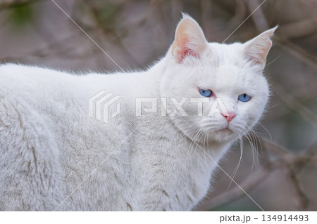 青い目のシロネコ 青い目のシロネコ 134914493