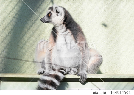 ワオキツネザル ワオキツネザル 134914506