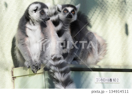 ワオキツネザル 134914511