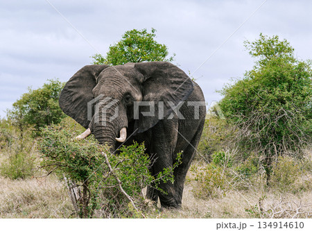Wild elephant in African savanna. Kruger National Park, South Africa 134914610