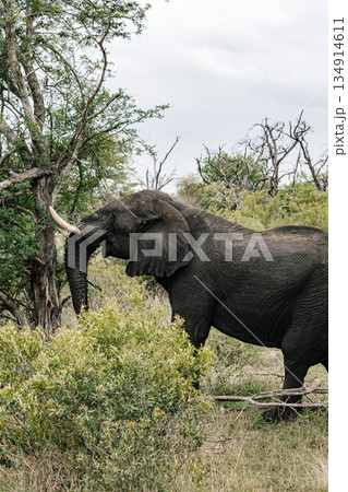 Elephant feeding on tree leaves in savanna landscape. Wild animal 134914611