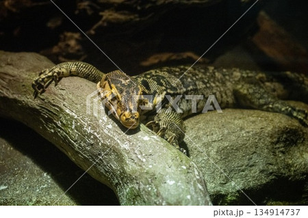 爬虫類 134914737