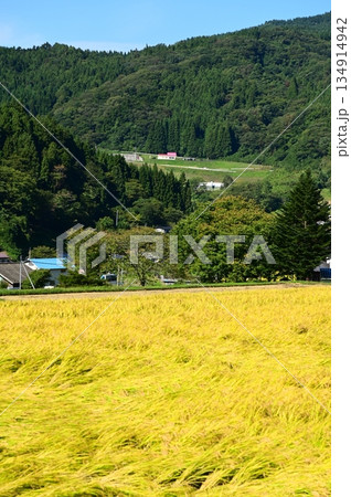 秋の宮守 棚田地帯 秋の宮守 棚田地帯 134914942