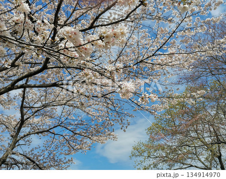 春の青空と満開の桜 春の青空と満開の桜 134914970