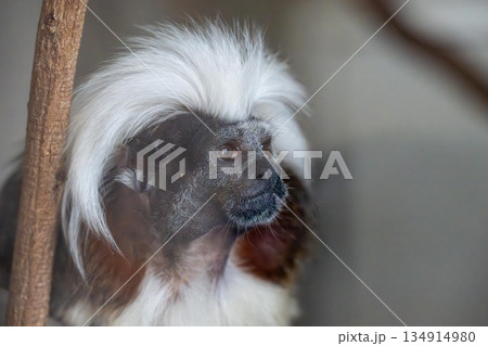 サル 134914980