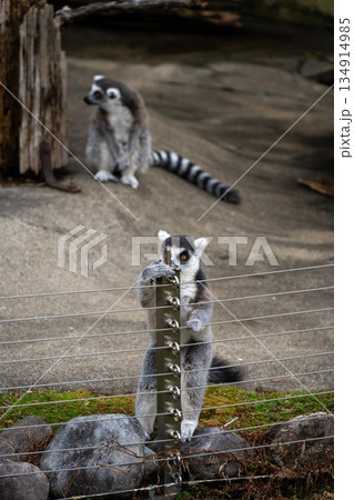 サル 134914985