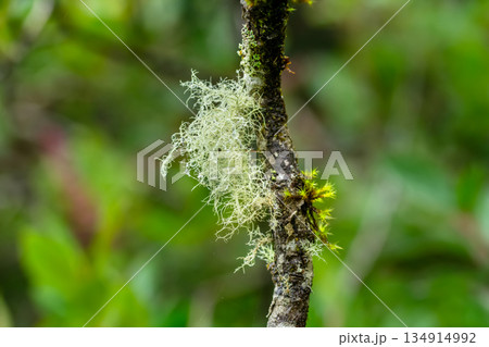 Green moss and blue lichen grow on the branch in rainforest. 134914992