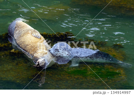 Harbor seal feeding a pup on the rock at the sea shore. 134914997