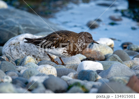 Black turnstone shore bird is resting on rocky seashore. Black turnstone shore bird is resting on rocky seashore. 134915001