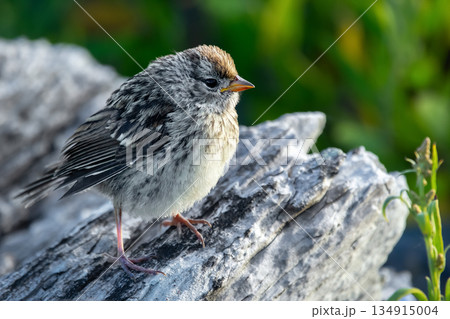 Immature Chipping sparrow sitting on a log in the summer park. 134915004
