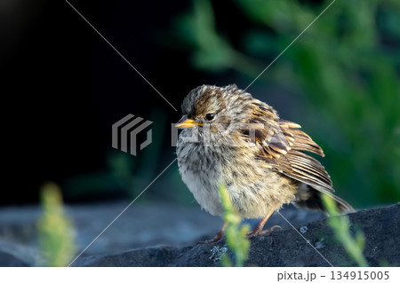 Immature Chipping sparrow sitting on a log in the summer park. 134915005