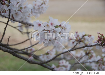やわらかに咲く桜 134915030