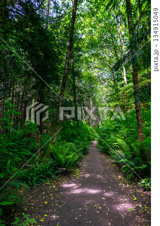 Trail for hiking in the dense green foliage of the rainforest with ferns. 134915049
