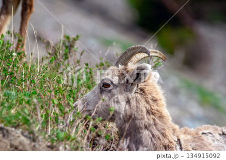 Young Bighorn sheep is eating green leaves in spring. 134915092