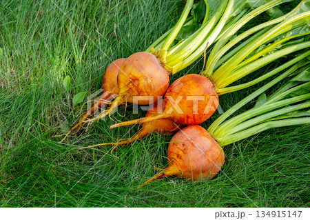 Bunch of harvested orange beets with foliage on the green grass. Bunch of harvested orange beets with foliage on the green grass. 134915147