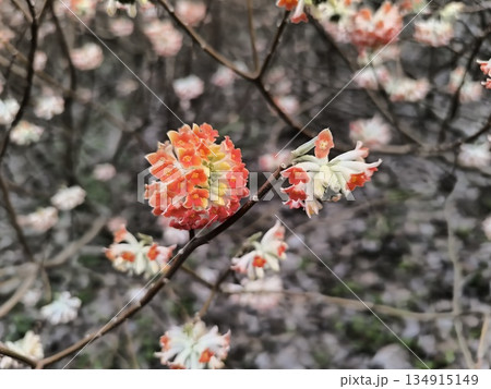 早春に咲く三椏（みつまた）の花 134915149