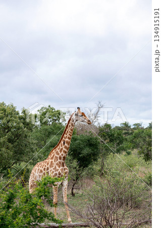 Giraffe standing tall in its natural habitat, amidst green shrubs and trees 134915191