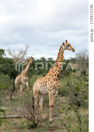 Two giraffe in their natural habitat in an African savanna. Wildlife photography 134915196