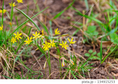 Yellow star-of-Bethlehem flowers (Gagea lutea) on a green meadow 134915253
