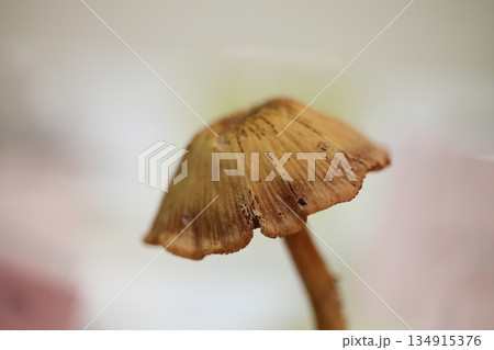 オオキツネタケ オオキツネタケ 134915376