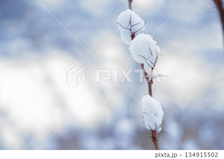 小枝に積もった雪 134915502