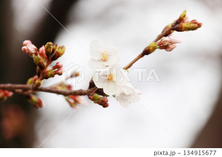 美しく咲いた桜の花(壁紙素材) 美しく咲いた桜の花(壁紙素材) 134915677