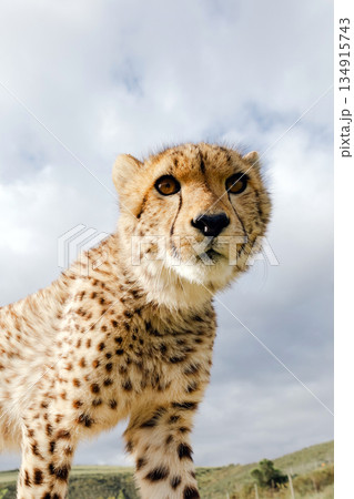Cheetah cub standing in nature. Close up portrait of savanna animal 134915743