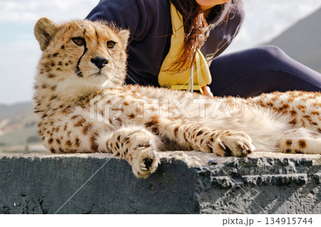 Woman sitting next to a cheetah, animal care. 134915744