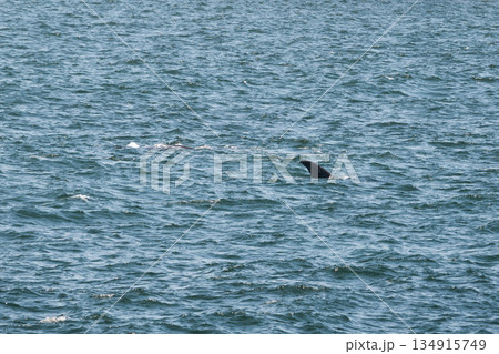 Whale dorsal fin visible slightly above the ocean surface with rippling water 134915749