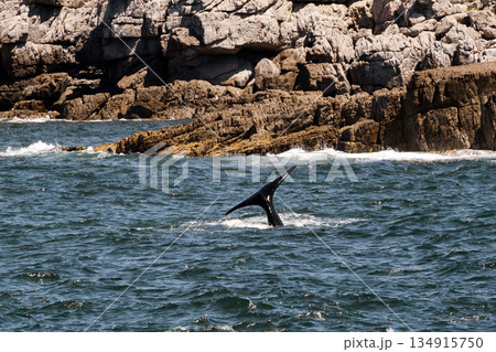 Whale tail above water in the Atlantic Ocean near coast. South Africa travel Whale tail above water in the Atlantic Ocean near coast. South Africa travel 134915750
