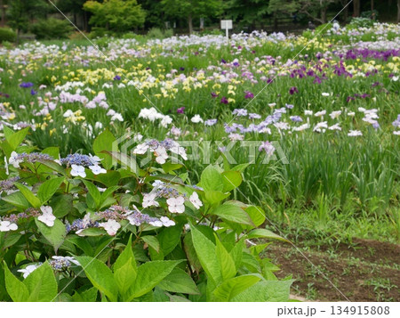 アジサイと一面の菖蒲 アジサイと一面の菖蒲 134915808